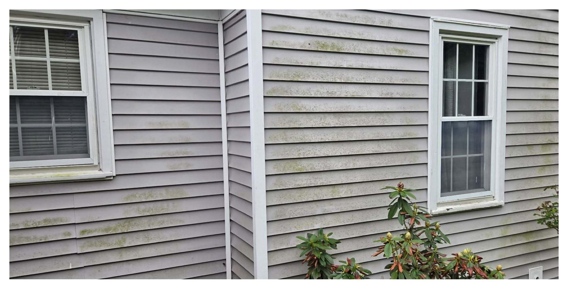 Algae Removed from Siding before pressure washing